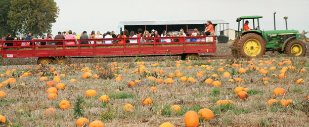 Visitors to a pumpkin patch