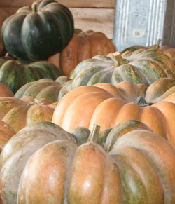 Cinderella pumpkins