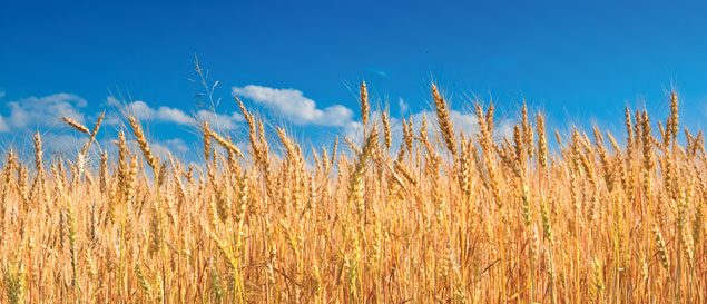 wheat field