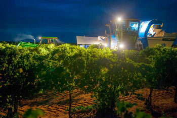 Vineyard at night