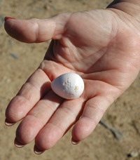 A quail egg in a human hand