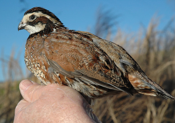 A quail sitting in a person's hand