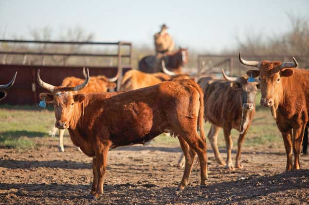 Corrientes Cattle