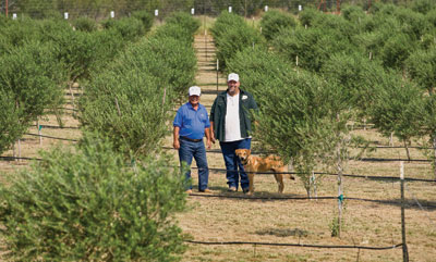 Artesia Wells Orchard