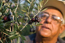 Tony Correa inspects olives