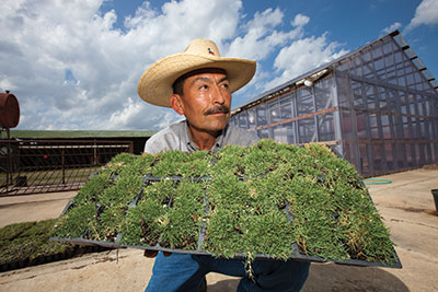 Latino man in hat holds tray of turf