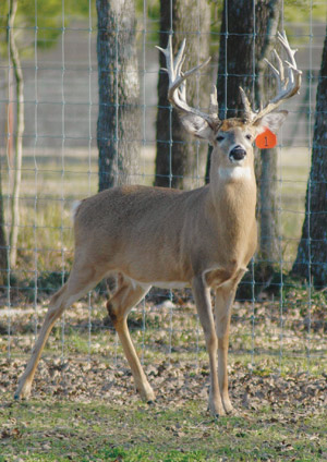 Dinero, a breeder buck