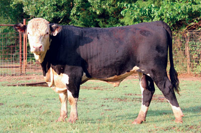 A Black Hereford bull