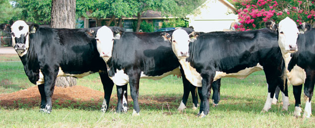 Black Herefords from the Lides&#x27; herd