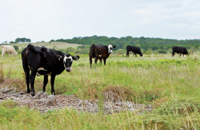 cattle on the T.E. Winters C Bar Ranch