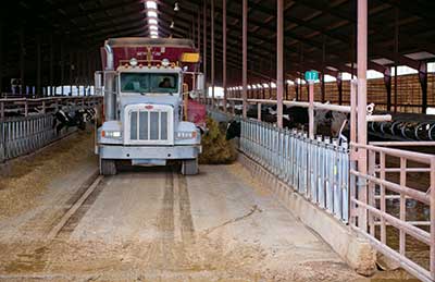 Distributing Feed in the special needs barn