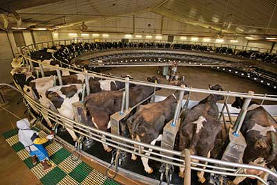 Rotary Milking Parlor