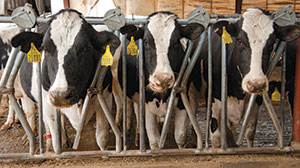 Dairy Cows of High Plains Dairy