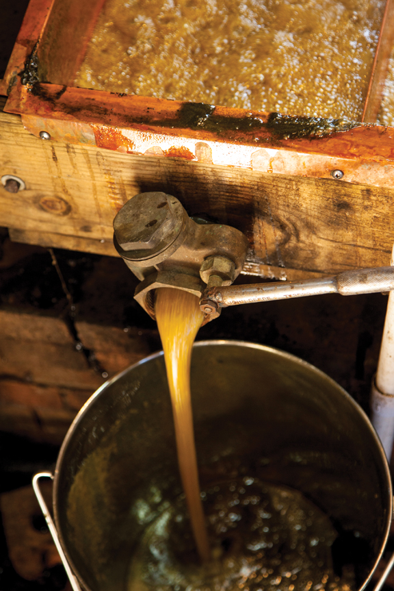 Sorghum pours from a spout into a bucket