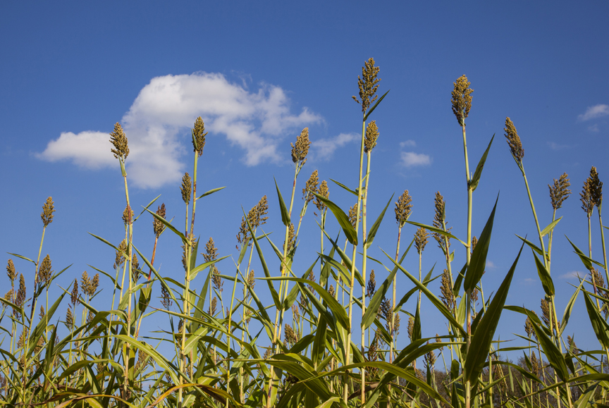 Field of sorghum