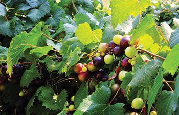 Grapes on a vine