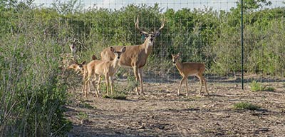 Deer by a fence