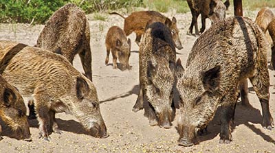 Russian boars