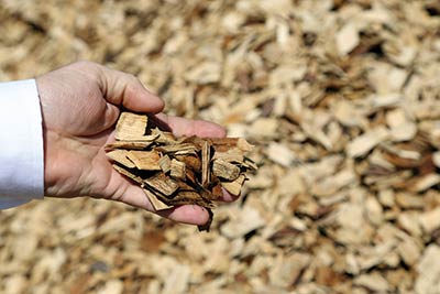 Hand holding hickory chips above a chip pile