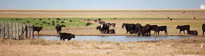 Cows at a water tank