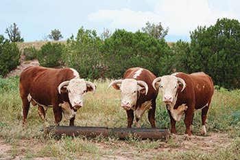 Purebred Hereford bulls