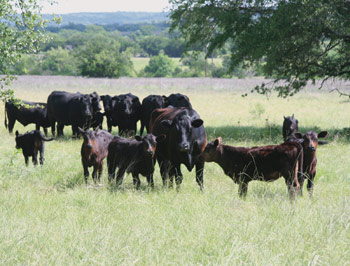 Angus cows and their calves