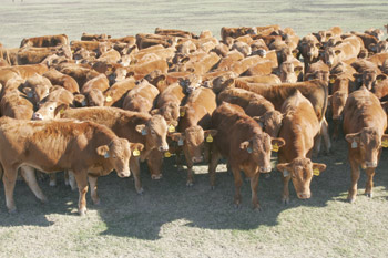 Akaushi cows