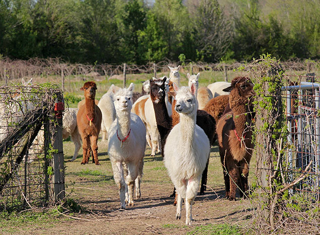 Pack of alpacas