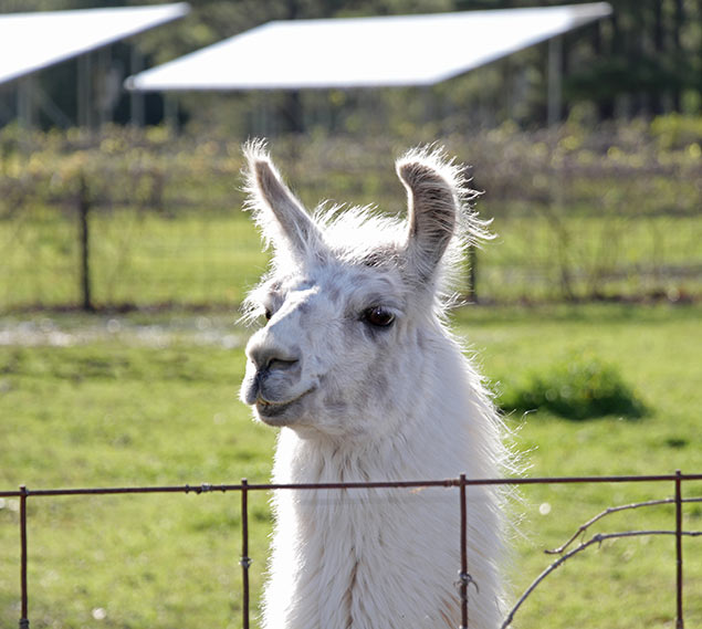 White llama standing guard