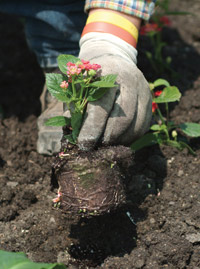 planting a young plant