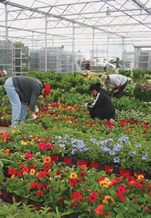 Employees at Seville Farms