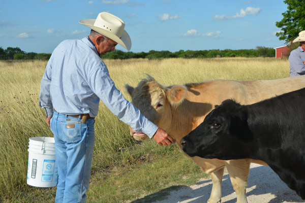 Pete Flores feeding cattle