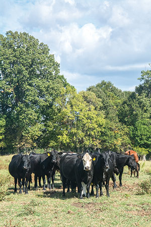 Cattle at Bar Neal Farms