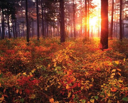 Davy Crockett National Forest, Houston County