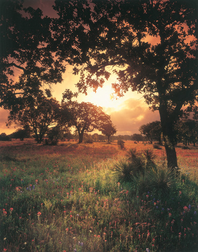 Golden hour in a treed pasture