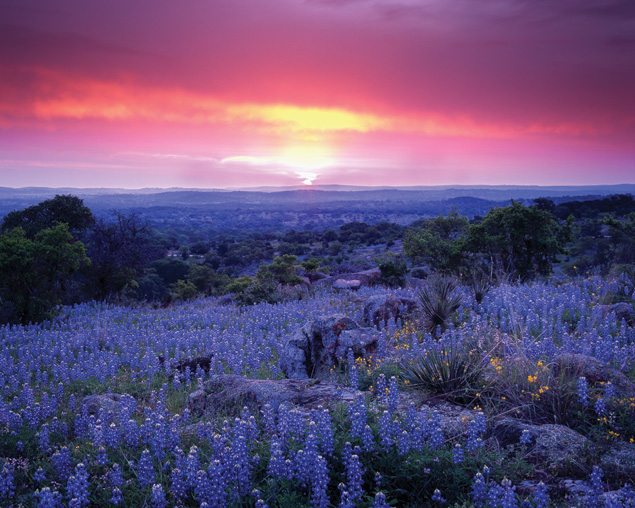 Bluebonnets at sunset