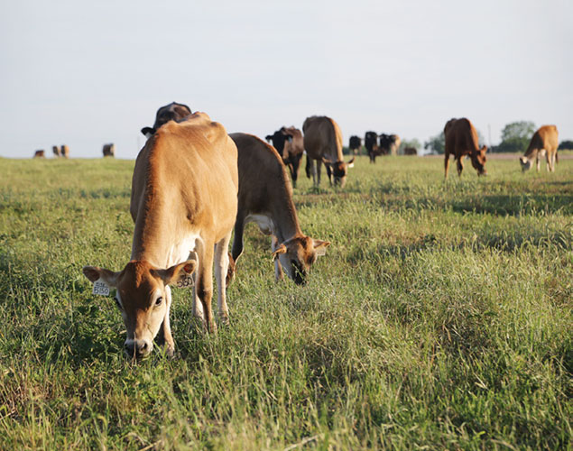 Heifers at Four E Dairy