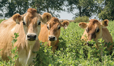 Jersey cows