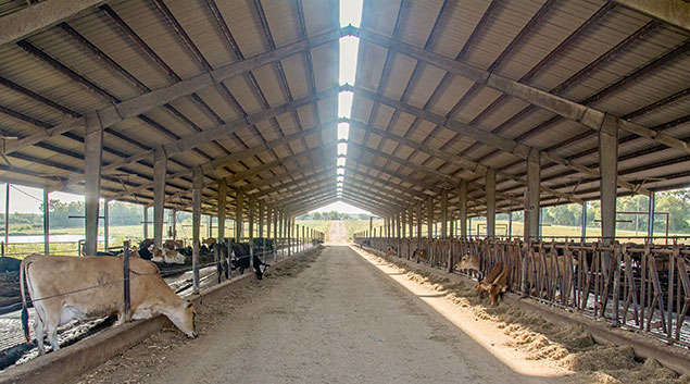Cows at Four E Dairy