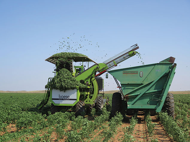 Harvesting jalapenos