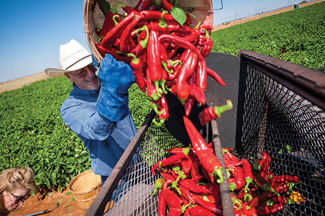 Rick Ledbetter harvesting jalapenos