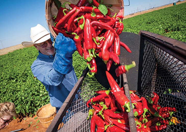 Rick Ledbetter Harvesting Jalapenos