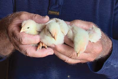 Chicks in hands