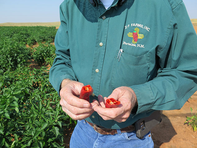 Rick Ledbetter with a pod of paprika