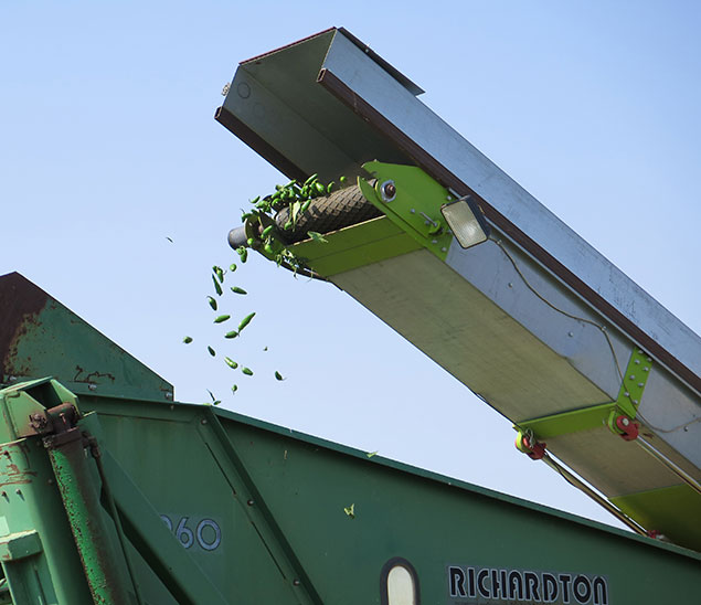 Jalapenos being harvested