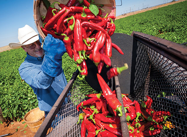 Rick Ledbetter roasting red chile