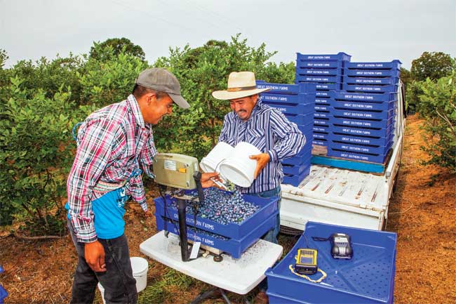 Latino workers weighing blueberries