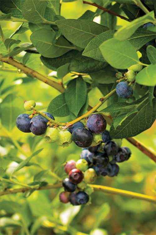 blueberries on branch