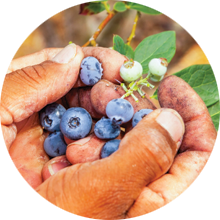 Handful of blueberries