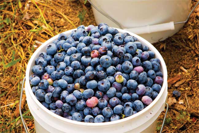 Bucket of blueberries